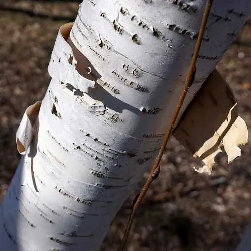 Betula utilis Jaquemontii - White Himalayan Birch