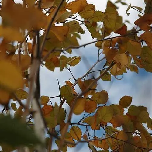 Betula utilis Jaquemontii - White Himalayan Birch