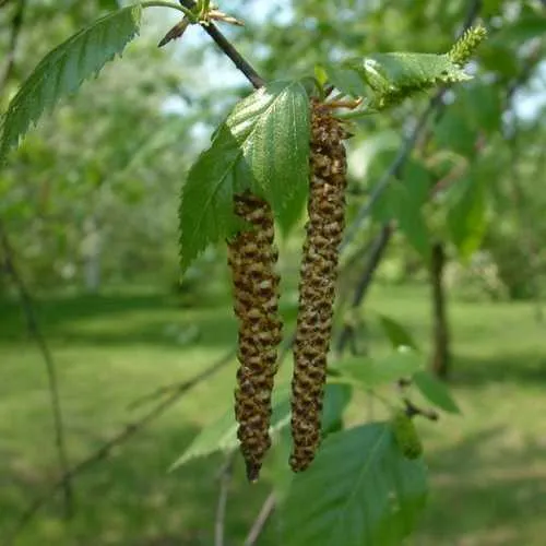 Betula utilis Jaquemontii - White Himalayan Birch