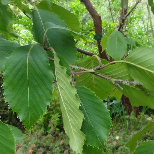 Betula utilis Jaquemontii - White Himalayan Birch