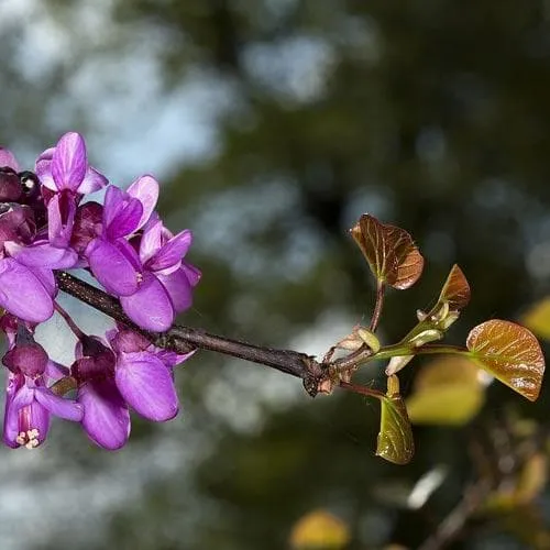 Cercis siliquastrum