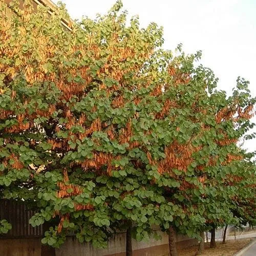 Cercis siliquastrum