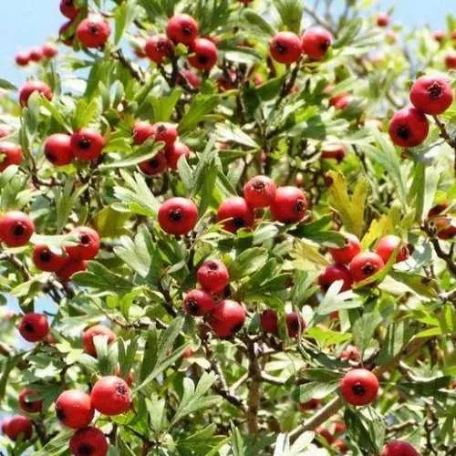 Crataegus Crimson Cloud
