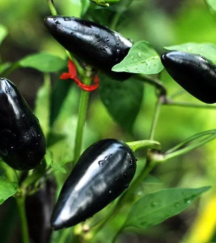 Hungarian Black Chilli Pepper - Capsicum Annuum - Chilli Pepper - 5 Seeds