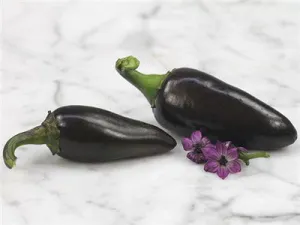 Hungarian Black Chilli Pepper - Capsicum Annuum - Chilli Pepper - 5 Seeds