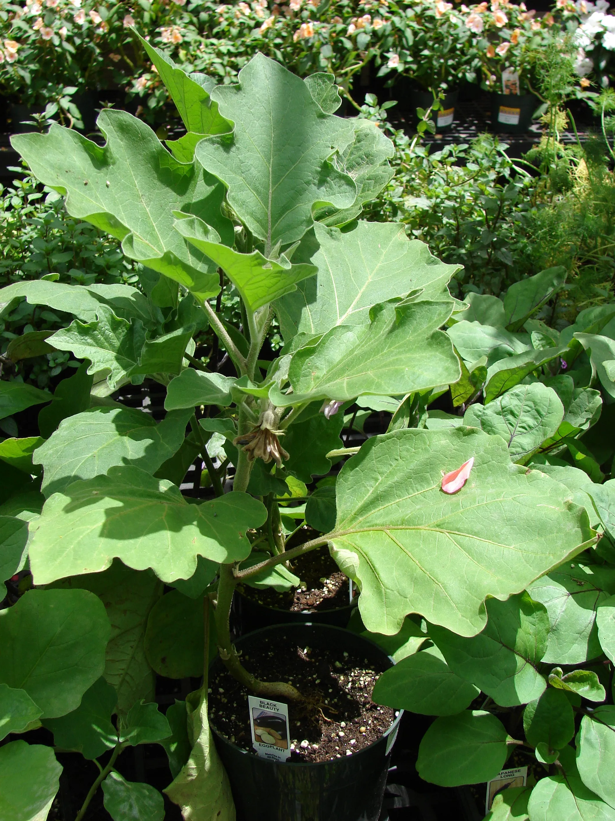 Ornamental Eggplant Solanum melongena 100 Seeds  USA Company