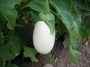 Ornamental Eggplant Solanum melongena 100 Seeds  USA Company