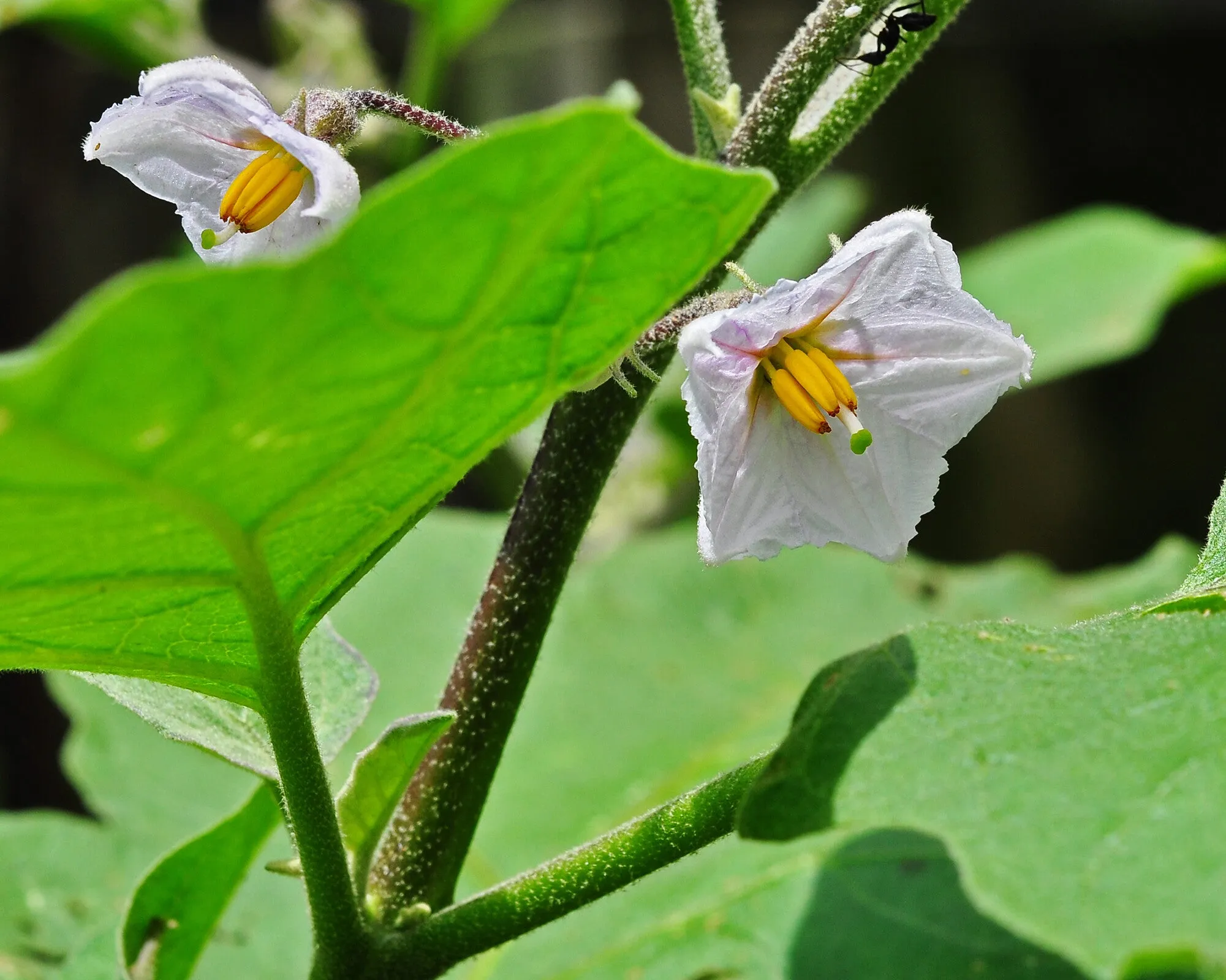 Ornamental Eggplant Solanum melongena 100 Seeds  USA Company