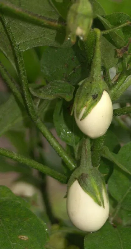 Ornamental Eggplant Solanum melongena 100 Seeds  USA Company