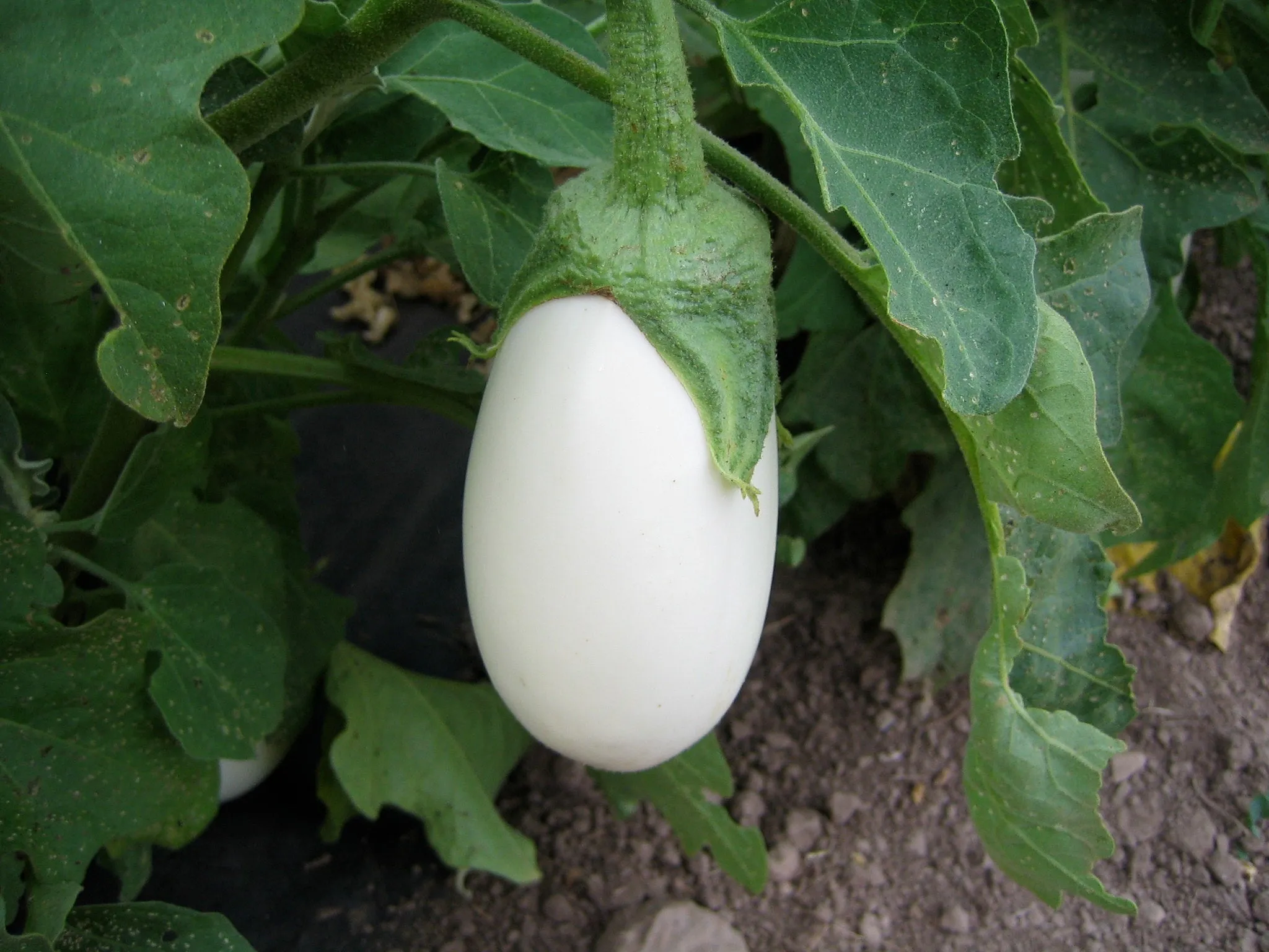 Ornamental Eggplant Solanum melongena 100 Seeds  USA Company