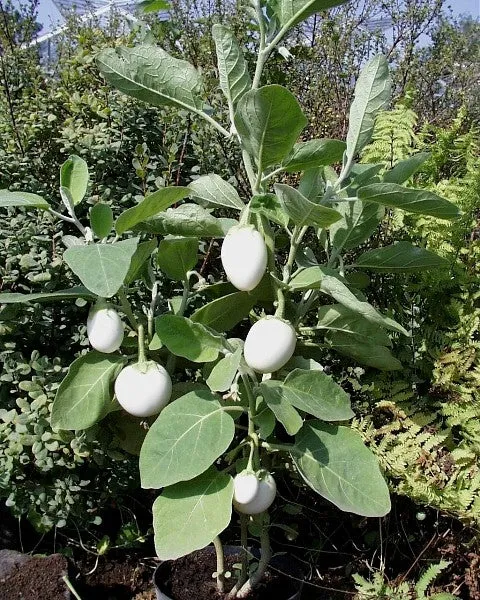 Ornamental Eggplant Solanum melongena 100 Seeds  USA Company