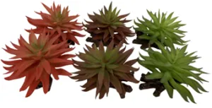 SEDUM MIXED COLORS